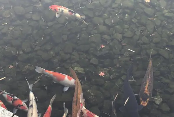京都迎賓館の写真・動画_image_243958