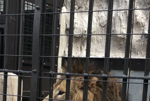 野毛山動物園の写真・動画_image_244029