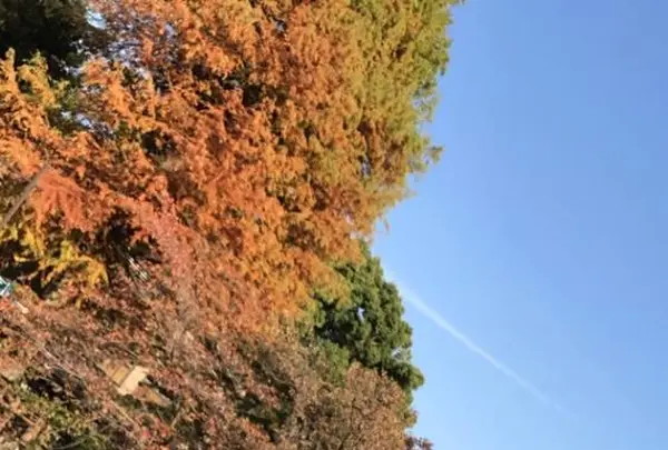 井の頭恩賜公園の写真・動画_image_244051