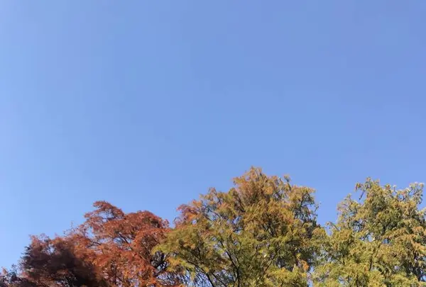 井の頭恩賜公園の写真・動画_image_244052