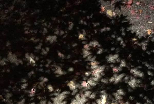 大田黒公園の写真・動画_image_244057