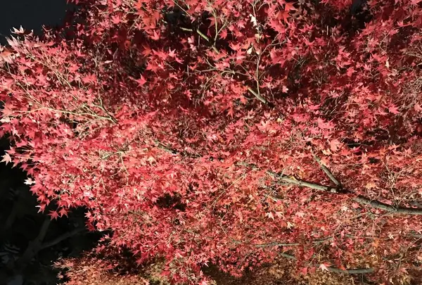 大田黒公園の写真・動画_image_244058