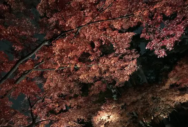大田黒公園の写真・動画_image_244060