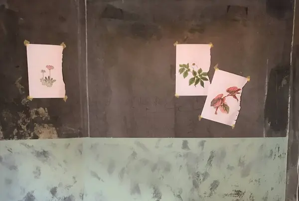 Satén japanese teaの写真・動画_image_244067