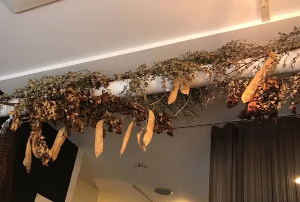 玄米菜食 米の子の写真・動画_image_244069