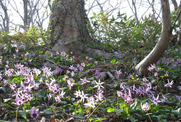 臥牛山（村上城跡）上り口の写真・動画_image_244358