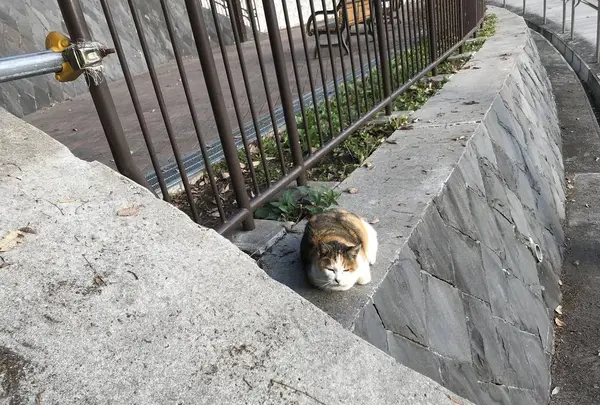 旧伊藤博文金沢別邸の写真・動画_image_244764