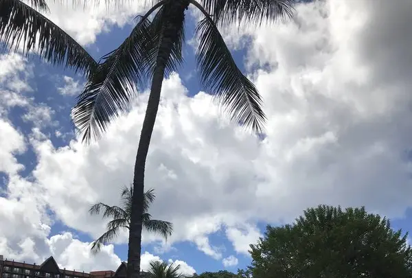 アイランド ヴィンテージ コーヒーの写真・動画_image_245058