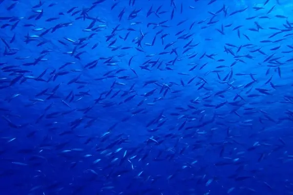 Sunshine Scubaの写真・動画_image_245091