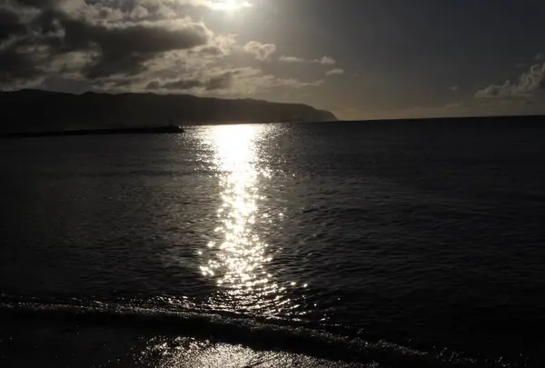 North Shore Shark Adventuresの写真・動画_image_245123