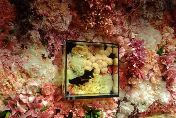 奈良金魚ミュージアムの写真・動画_image_245347