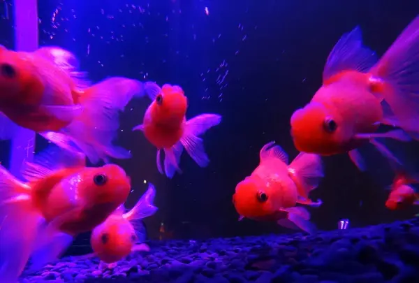 奈良金魚ミュージアムの写真・動画_image_245351