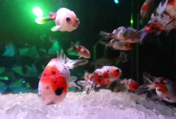 奈良金魚ミュージアムの写真・動画_image_245356