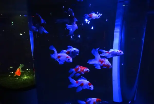 奈良金魚ミュージアムの写真・動画_image_245412