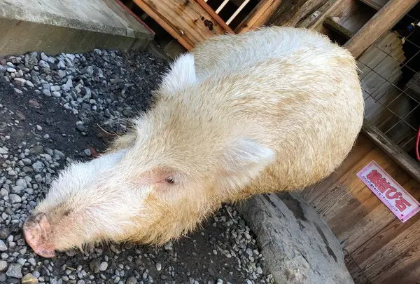 宝八幡宮の写真・動画_image_246239