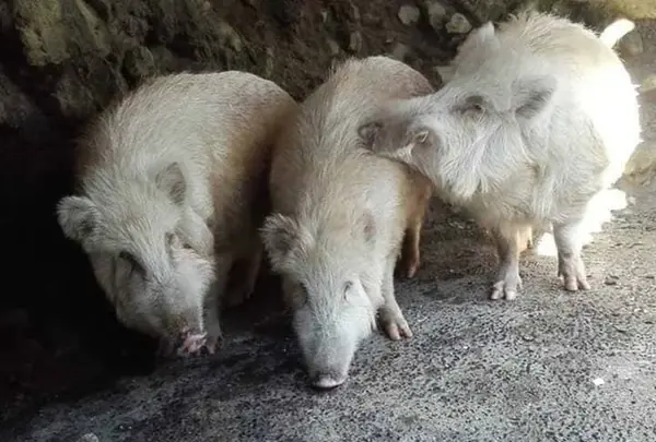 宝八幡宮の写真・動画_image_246240