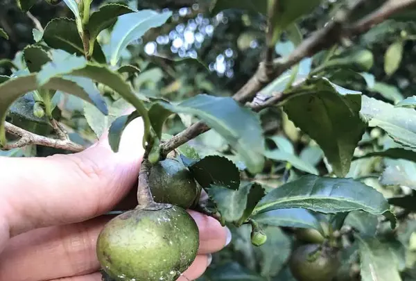 嬉野大茶樹の写真・動画_image_246295