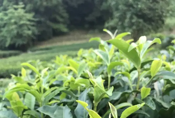 嬉野大茶樹の写真・動画_image_246296