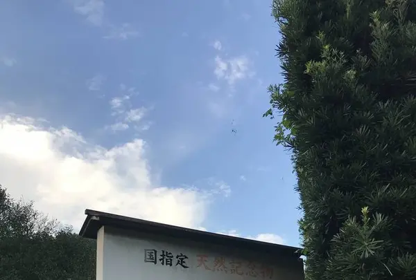 嬉野大茶樹の写真・動画_image_246297