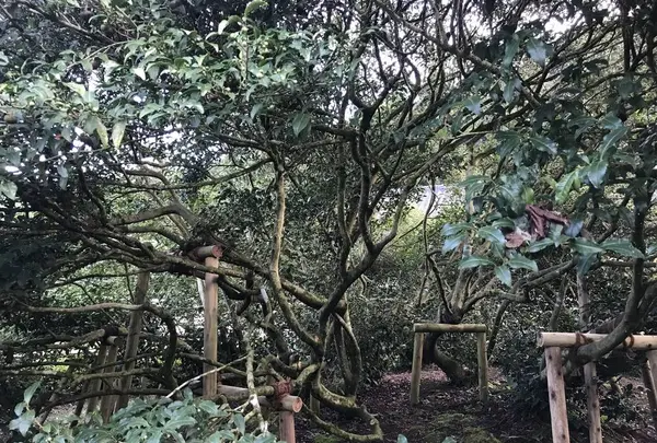 嬉野大茶樹の写真・動画_image_246299