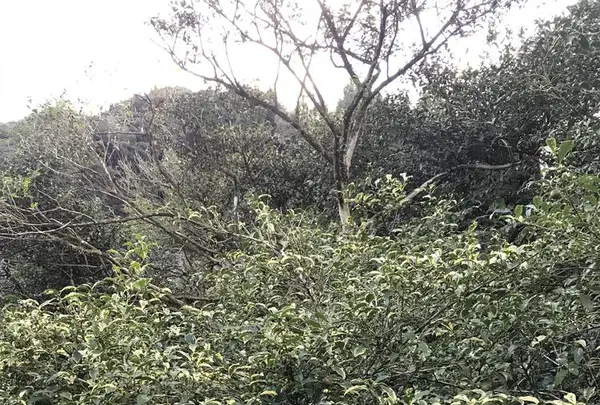 嬉野大茶樹の写真・動画_image_246300