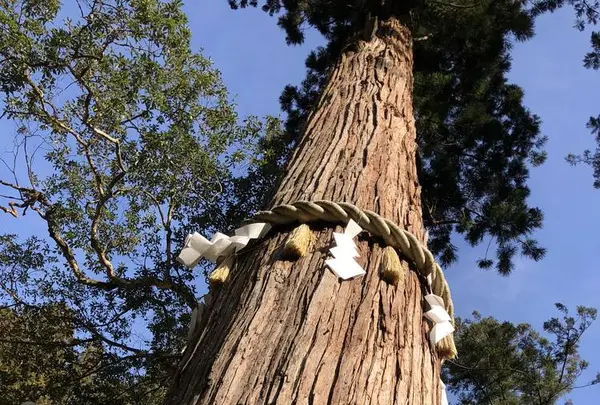鞍馬寺の写真・動画_image_246407