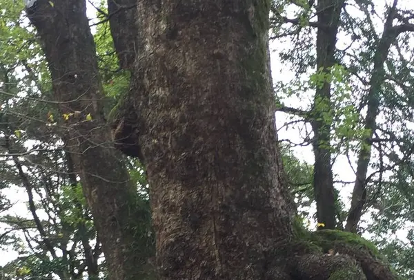 来宮神社 鳥居の写真・動画_image_246428