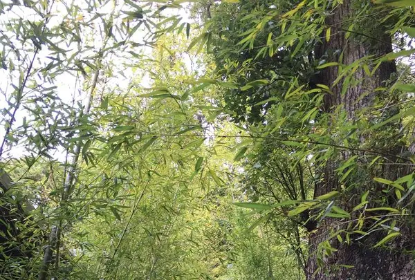 来宮神社 鳥居の写真・動画_image_246429