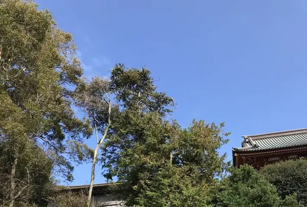 鶴岡八幡宮の写真・動画_image_246765