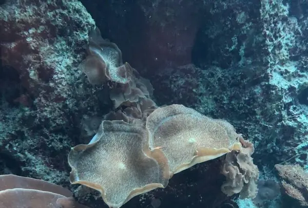 沖縄美ら海水族館の写真・動画_image_247126