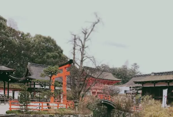 下鴨神社（賀茂御祖神社）の写真・動画_image_247589