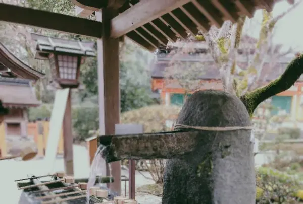 上賀茂神社（賀茂別雷神社）の写真・動画_image_247603