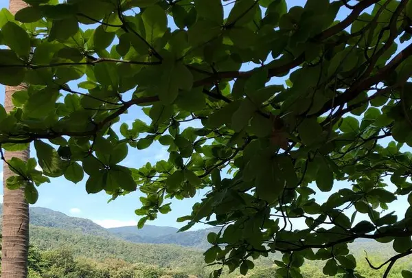 Chiang Mai University（チェンマイ大学）の写真・動画_image_248157