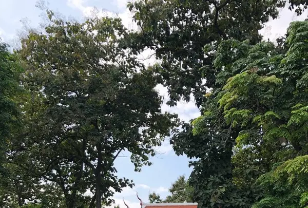 Chiang Mai University（チェンマイ大学）の写真・動画_image_248158