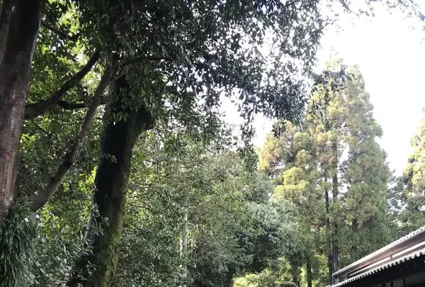 沈壽官窯の写真・動画_image_249796