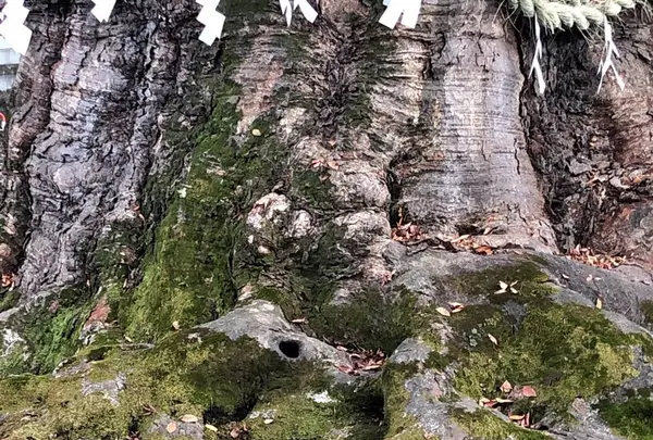 今宮神社の写真・動画_image_250019