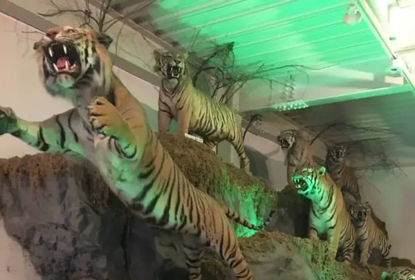 猫の博物館の写真・動画_image_250079