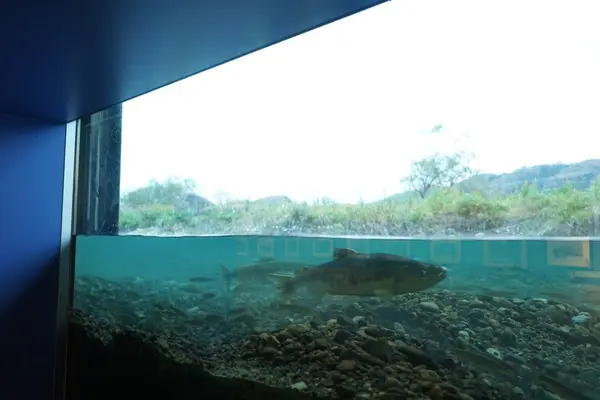 イヨボヤ会館の写真・動画_image_250167
