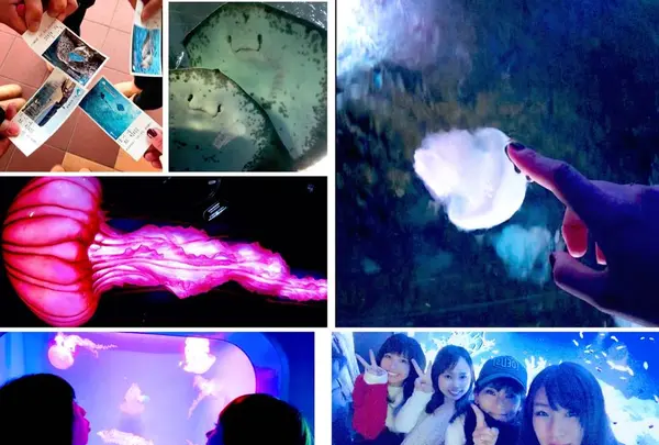 新江ノ島水族館の写真・動画_image_250244