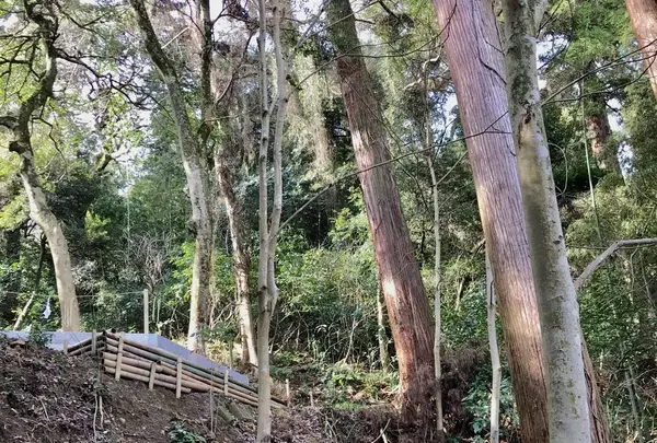 佐太神社の写真・動画_image_250512