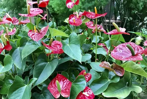松江イングリッシュガーデンの写真・動画_image_250527