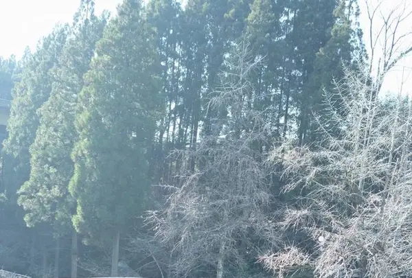 二俣橋の写真・動画_image_251124