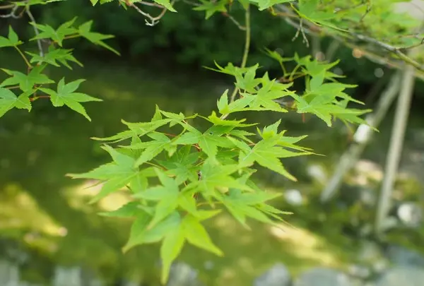 二尊院の写真・動画_image_251626