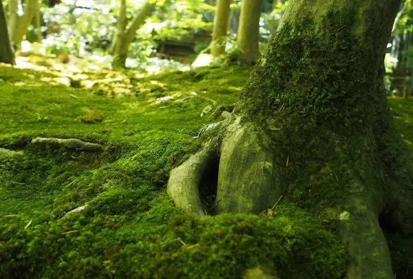 祇王寺の写真・動画_image_251771