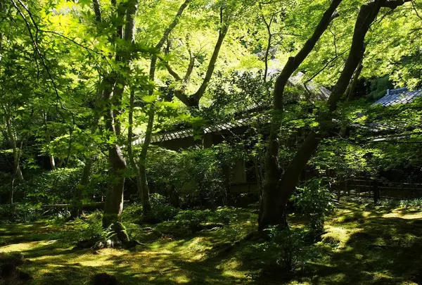 祇王寺の写真・動画_image_251772