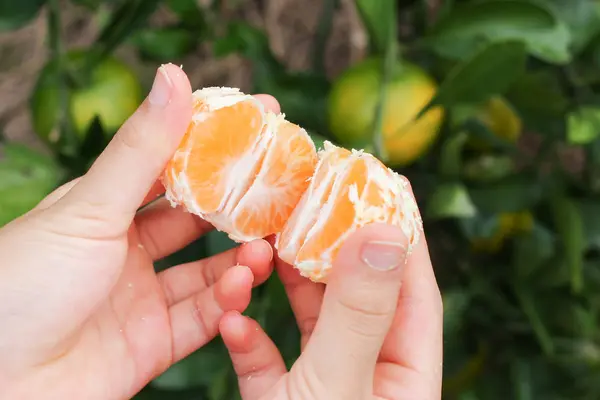 蒲郡オレンジパークの写真・動画_image_251947