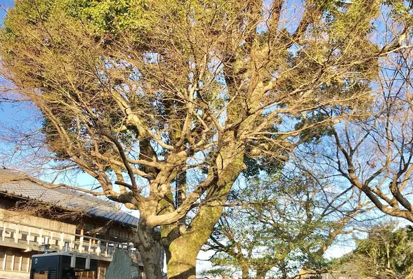 おかげ横丁の写真・動画_image_252606