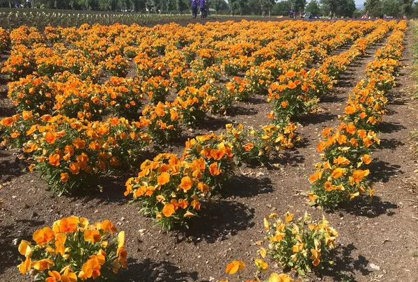 ファーム富田の写真・動画_image_252946