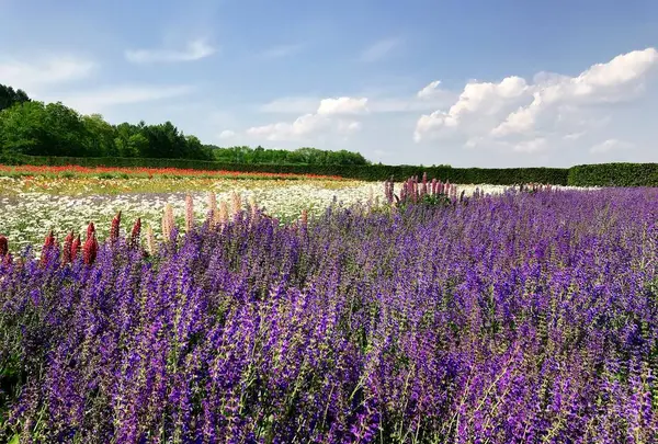 ファーム富田の写真・動画_image_252947