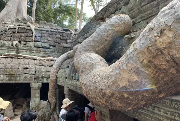 Ta Prohm（タ・プローム）の写真・動画_image_253239